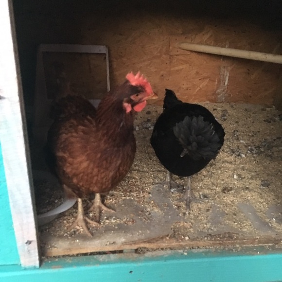 Meet your Posher, Leslie - Picture 4 of 4